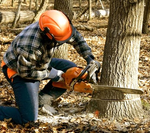 Tree Removal in Meridian, OK